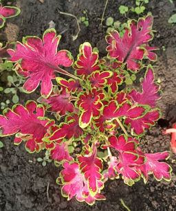 Колеус Мулен Руж сатин (горшок 0,4 л)