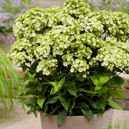 Флокс Orchid Green (Метельчатый) - Голландские луковицы фото 2