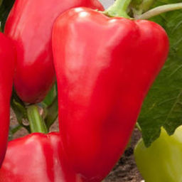 5064D Перец сладкий Император F1 5шт