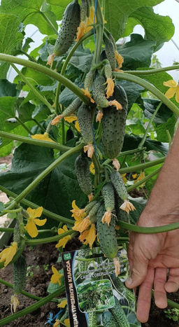 Огурец САМО СОВЕРШЕНСТВО F1 Уникальный! - Уральский дачник фото 2