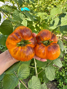 Чупа-чупс оранжевый НОВИНКА 2025 года!