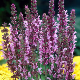 Шалфей дубравный Роуз Квин