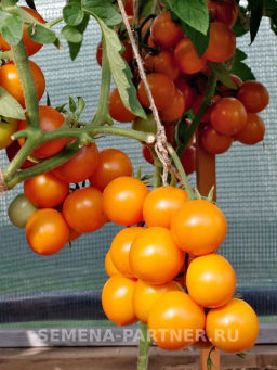 Томат Янтарная Капля - Партнер фото 4
