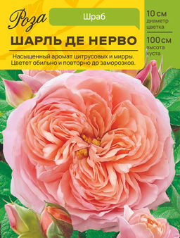 Роза Шарль де Нерво (Шраб) С ЦВ.НАКЛЕЙКОЙ 1шт