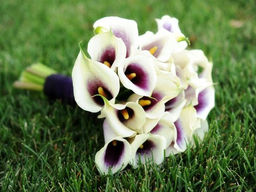 Калла Picasso (Пикассо)