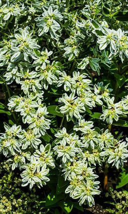 Молочай окаймленный ГОРНЫЙ СНЕГ