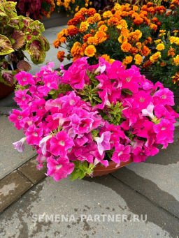Петуния Кашарель Пинк Санрайз крупноцветковая компактная - Партнер фото 5