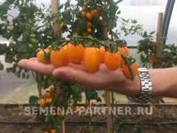 Томат Черри Магнифика - Партнер фото 8