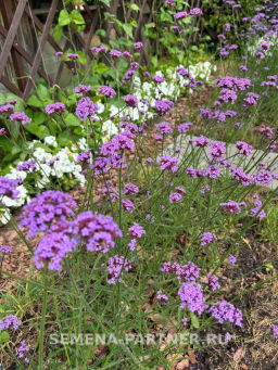 Вербена Бонарская Сильвия Фон Гарден - Партнер фото 5