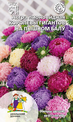Астра КОРОЛЕВЫ ГИГАНТОВ НА ПЫШНОМ БАЛУ обильноцветущая с очень крупными, густомахровыми соцветиями!