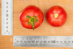 Томат Синдбад - Партнер фото 6