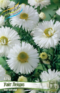 Астра Уайт Лейдиз 1шт (Колорлайн)