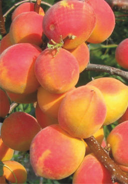 Абрикос Саратовский Рубин (саженец с этикеткой) 1шт