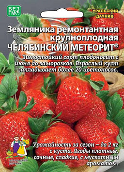 Земляника ЧЕЛЯБИНСКИЙ МЕТЕОРИТ
