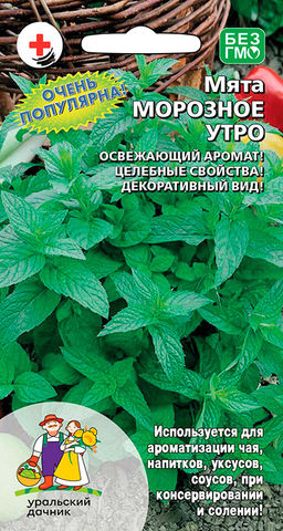 Мята МОРОЗНОЕ УТРО  Очень популярна! Освежающий аромат! Целебные свойства! Декоративный вид!