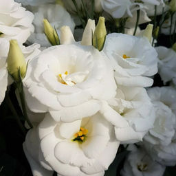 5205D Эустома Супер Мэджик F1 Пьюр Вайт 5шт