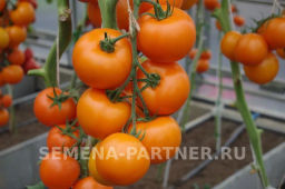 Томат Анвар - Партнер фото 7