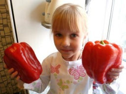 Перец Сладкий Гигантский  Big Bertha - Большая Берта Перец Сладкий Гигантский  Big Bertha - Большая Берта