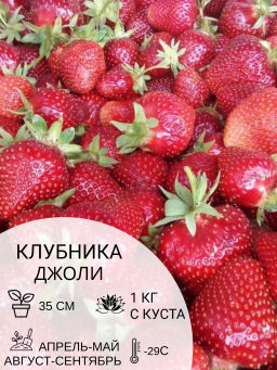 Клубника Джоли
