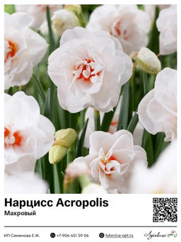 Нарцисс Acropolis (Махровый)
