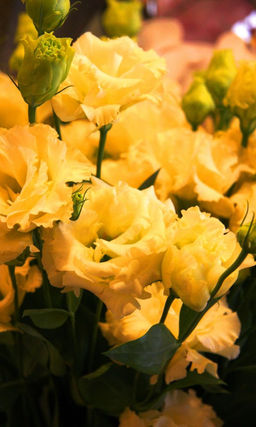 Эустома махровая АВС ЖЕЛТАЯ