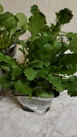 Ромашка садовая