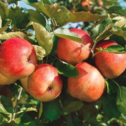 Яблоня Горн (саженец с этикеткой) 1шт