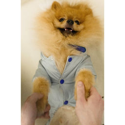 Комбинезон зимний для животных, флис, S (ДС 20-22, ОГ 32-34 см, ОШ 26 см), серый - Пижон фото 19