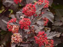 Пузыреплодник калинолистный Ред Барон - Долина роз фото 2