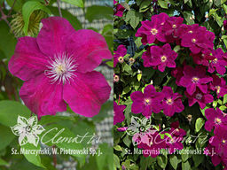 Клематис Rouge Cardinal (Руж Кардинал)