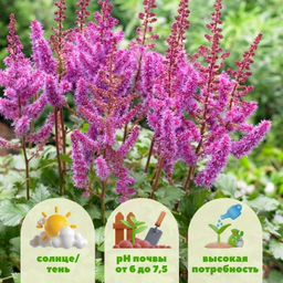 Астильба Пепл Рейн - Долина роз фото 2