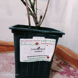 Снежноягодник розовый