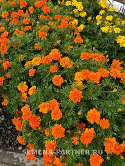Бархатцы отклоненные Чиаро Танжерине - Партнер фото 6