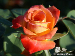 Роза Хай Мэджик - Долина роз фото 2