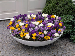 Крокус ботанический микс 5 шт - Долина роз фото 3