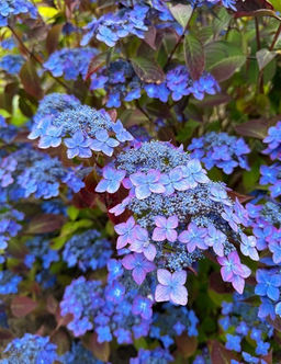 Гортензия пильчатая Barca (Барка) - Голландские луковицы фото 3