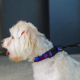 Набор MY SPACE, застёжка - фастекс, поводок 2 м и ошейник 28-46 см - Пушистое счастье фото 4