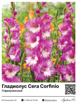Гладиолус Cera Corfinio (Гофрированный)