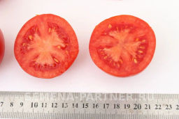 Томат Софа - Партнер фото 3