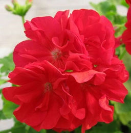 Пеларгония Bold Carmine, горшок С