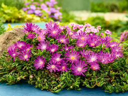 Делосперма розовая - Долина роз фото 6