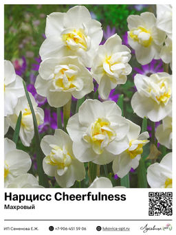 Нарцисс Cheerfulness (Махровый)
