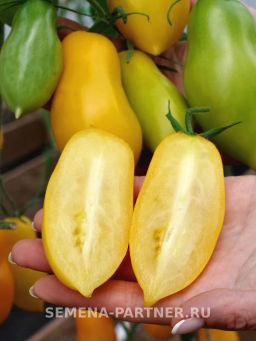 Томат Желтая Нежность - Партнер фото 6