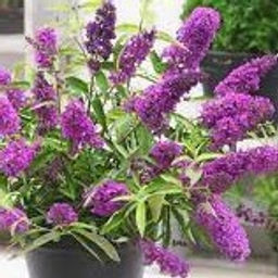 Буддлея Давида Тутти Фрутти - 7цветов фото 2