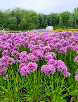 Аллиум Millenium (Лук декоративный) - Голландские луковицы фото 4