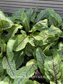 Щавель Кровавая Мэри - Партнер фото 7