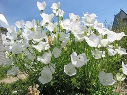 Колокольчик карпатский БЕЛЫЙ - Уральский дачник фото 2