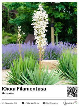 Юкка Filamentosa (Нитчатая)