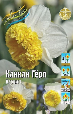 Нарцисс Канкан Герл 12/14 5шт (Колорлайн)