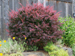 Барбарис краснолистный - Долина роз фото 3